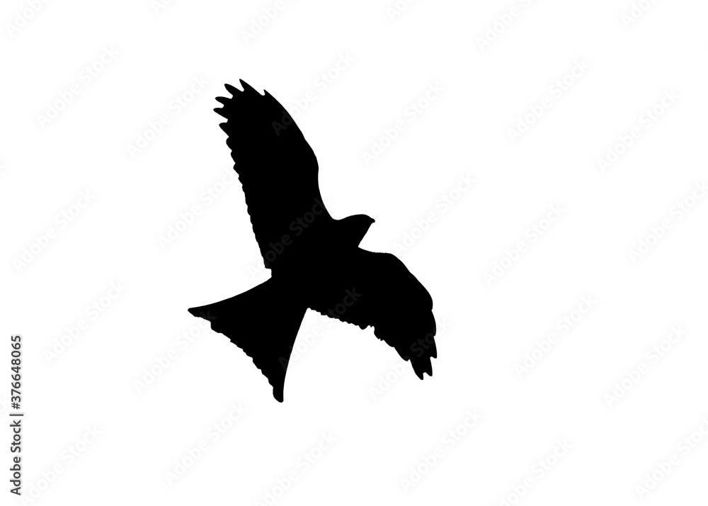Red Kite raptor bird black silhouette cut out and isolated on a white background stock photo Red Kite raptor bird black silhouette cut out and isolated on a white background stock photo