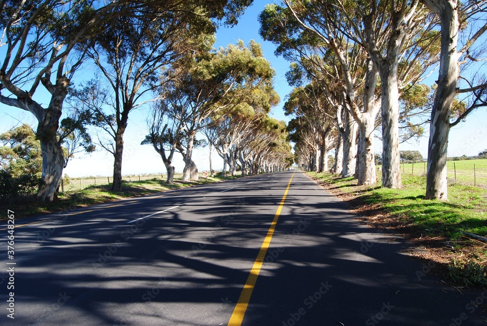 Fototapeta premium Bluegum trees