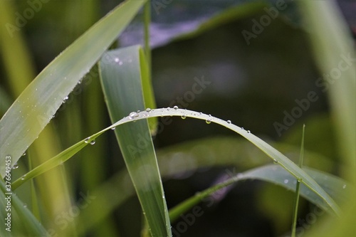 Wassertropfen auf Grashalmen
