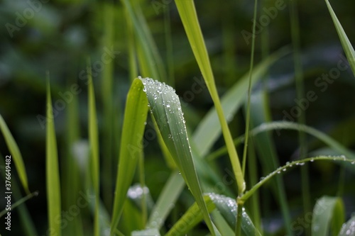 Wassertropfen auf Grashalmen