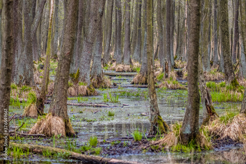 Tajemnica i spokój w zalanym wodą lesie olchowym