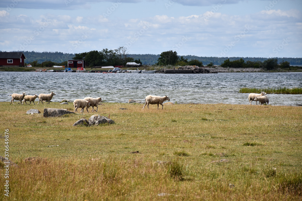 Fototapeta premium Herd of sheep by the coast