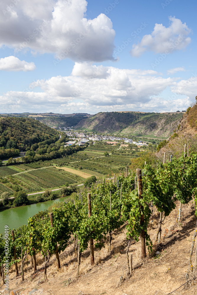 landscape of vineyard in Mosel region in Germany