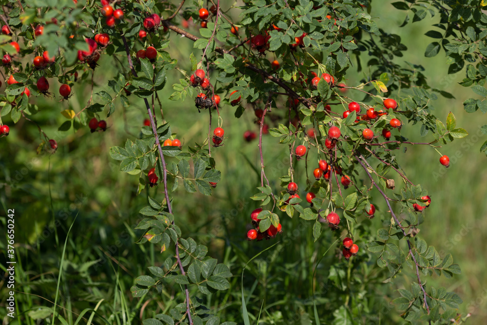 Autumn dogrose bush with red fruitage and green leaves