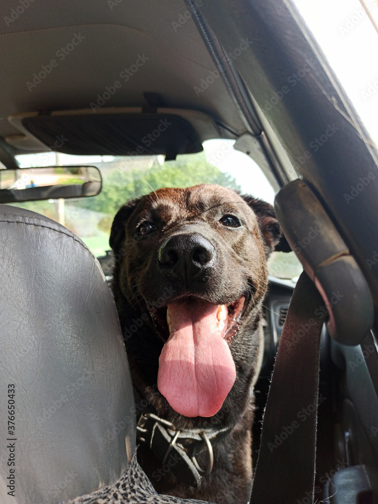 Photo of a black labrador retriever greyhound mix. The dog is sitting in the car. Waiting for the arrival of the owners looking happy excited. Emotions of a dog.
