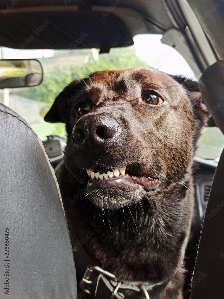 Photo of a black labrador retriever greyhound mix. The dog is sitting in the car. Waiting for the arrival of the owners looking happy excited. Emotions of a dog.