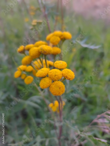 yellow summer plant with green leaves and yellow © Александр Кузнецов