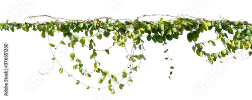 ivy plant hanging on electric wire isolate on white background photo