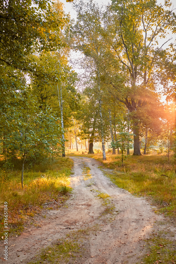 Obraz premium Beautiful autumn forest landscape with morning sunbeams