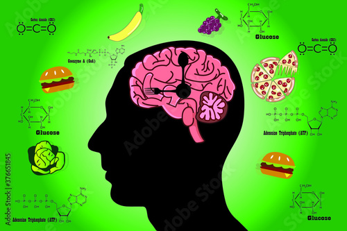 Cellular respiration in mitochondria is a set of metabolic reactions for take place in the cells of organisms to convert biochemical energy from food and other nutrients. Mitochondrial vector