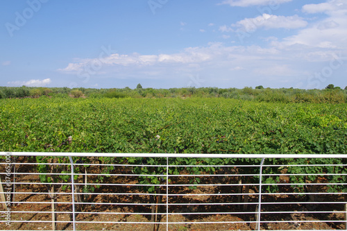 rural landscape with a fence