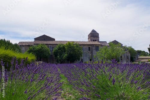 lavender field in provence france