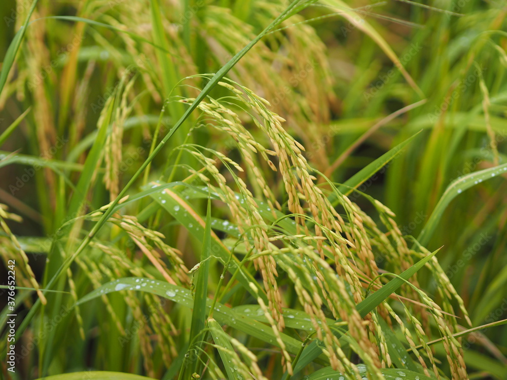 Spike green paddy rice in the field plant, Jasmine rice on blurred of nature background Spike green paddy rice in the field plant, Jasmine rice on blurred of nature background