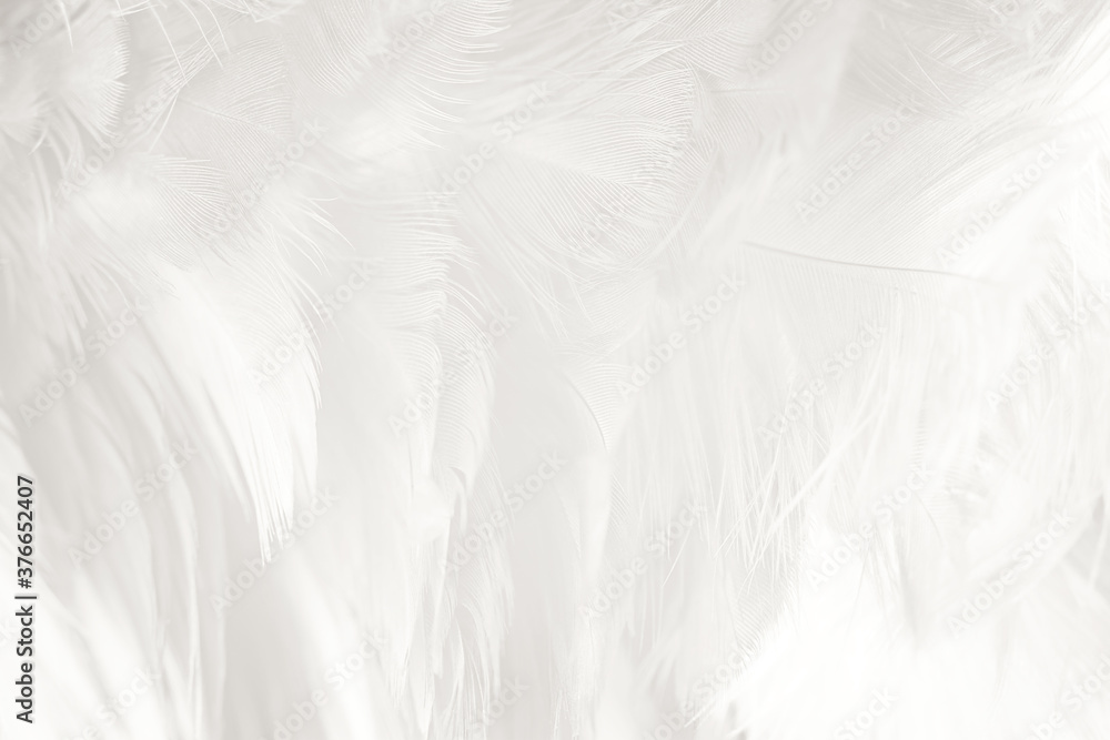 white feather wooly pattern texture background white feather wooly pattern texture background
