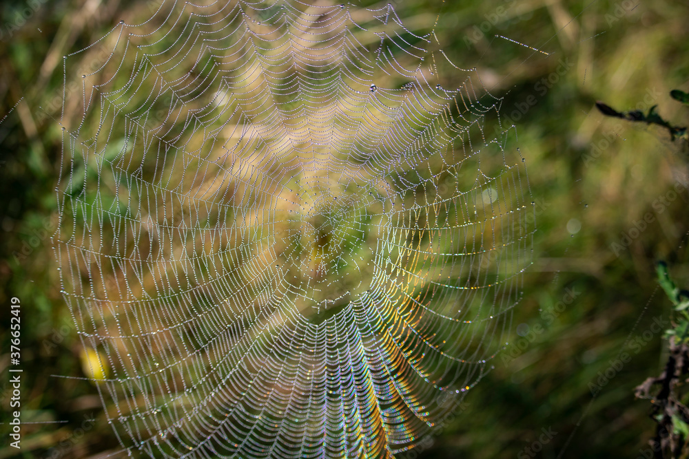 spider web with dew drops