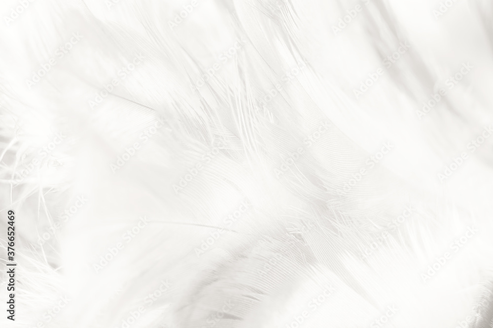 white feather wooly pattern texture background white feather wooly pattern texture background