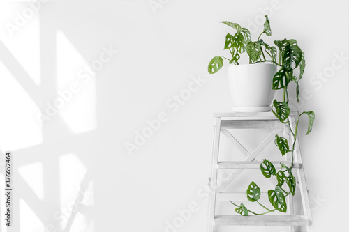 Beautiful plant Monstera Monkey Mask in a white pot stands on a white pedestal on a white background. Houseplant Monstera obliqua on a white background with hard shadows.