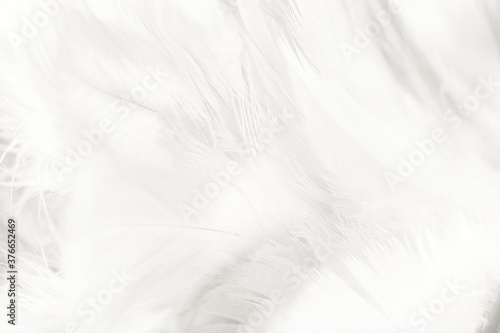 white feather wooly pattern texture background © nadtytok28