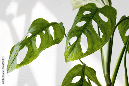 Close-up leaves leafs Monstera Monkey Mask in a white pot on a white background. Houseplant Monstera obliqua on a white background with hard shadows. photo