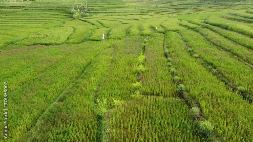 aerial view of green and fresh rice terraces aerial view of green and fresh rice terraces
