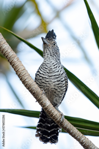 Brazilian Barred Antshrike of the species Thamnophilus doliatus ssp. difficilis photo