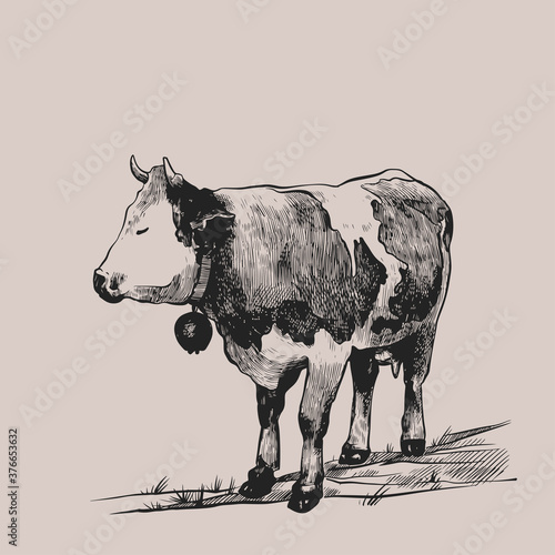 Cow grazing in the meadow. Hand drawn in a graphic style. Vintage vector engraving illustration for poster, web, packaging, branding, flyer, print. Isolated on gray background photo