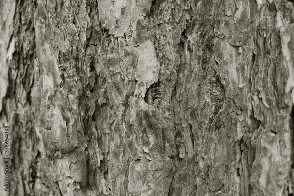 Obraz premium tree bark texture