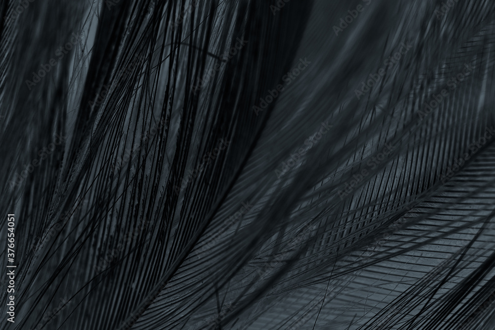 Obraz premium Beautiful dark black feather pattern texture background