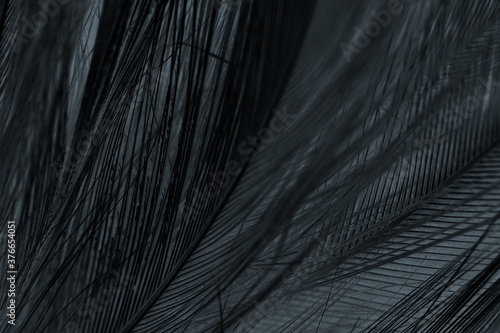 Beautiful dark black feather pattern texture background