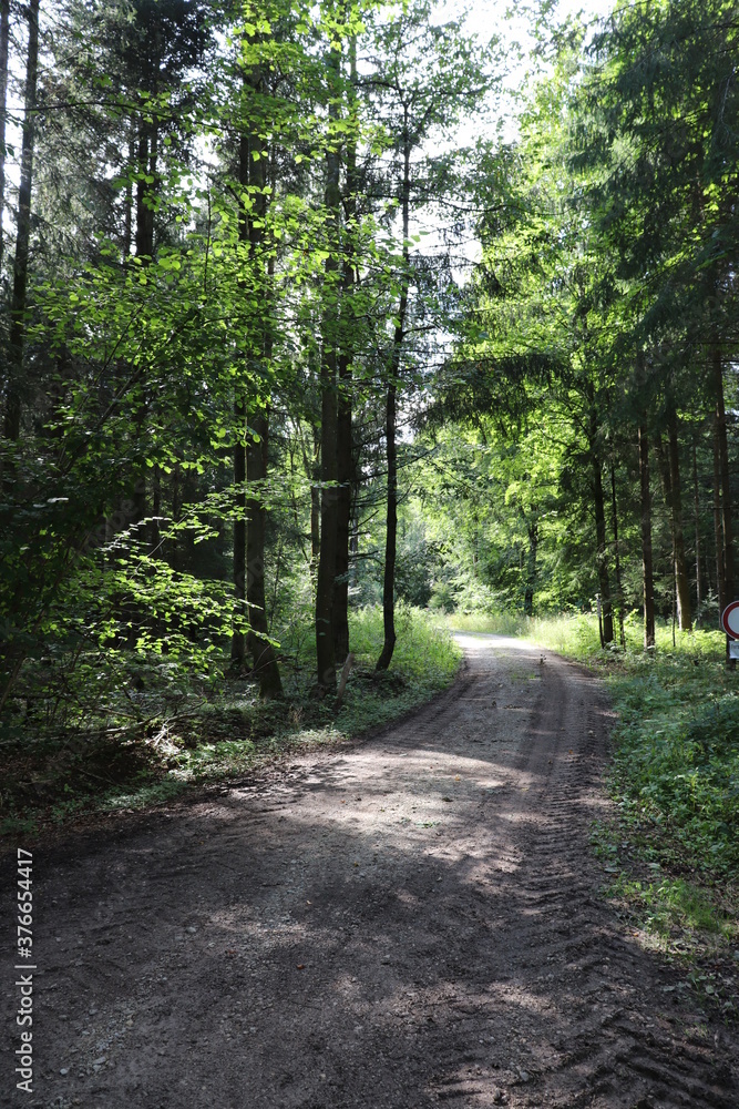 Fototapeta premium Wald mit Weg im Sommer viel Sonne