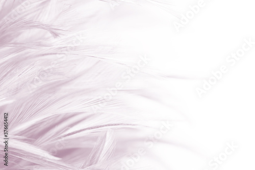 Wallpaper Mural violet feather pattern texture background , pastel color style Torontodigital.ca