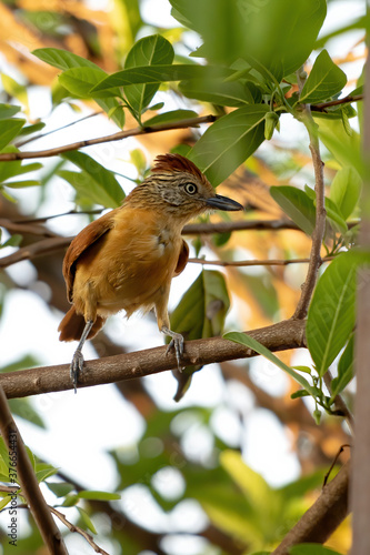 Brazilian Barred Antshrike of the species Thamnophilus doliatus ssp. difficilis photo