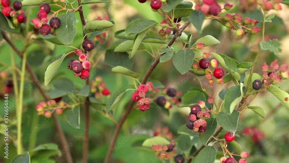 Amelanchier grows outdoors in summer. Amelanchier grows outdoors in summer.