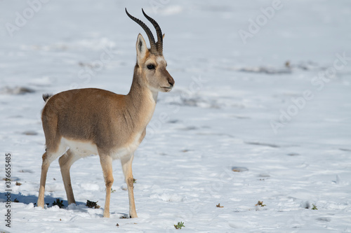 Tibetan gazelle in snow