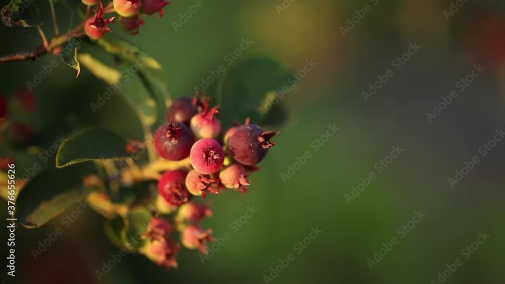 Amelanchier grows outdoors in summer. Amelanchier grows outdoors in summer.