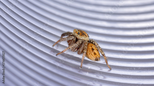 Adanson's House Jumping Spider of the species Hasarius adansoni photo