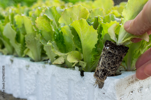 A woman's hand extracts the Salad Seedlings from the container. Ready for transplant