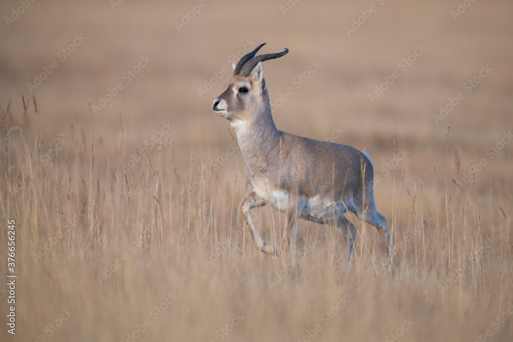 Przewalski’s gazelle, endemic species for China Przewalski’s gazelle, endemic species for China