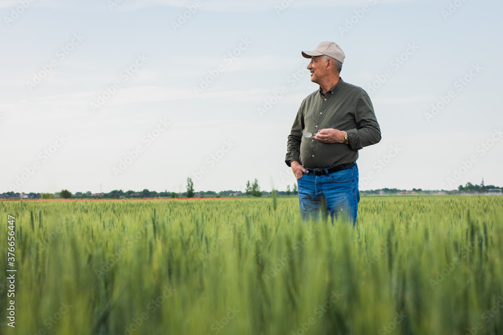 Portrait of senior farmer standing in wheat field examining crop during the day. Portrait of senior farmer standing in wheat field examining crop during the day.