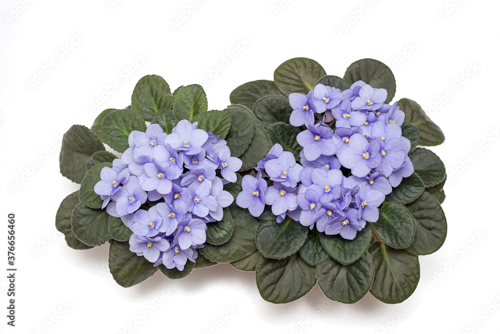 Obraz premium Two blooming of the delicate colore viola, the violet color of the lilac in the pot. Flat lay. Isolated on a white background. Close-up photo. Copy space. Top view