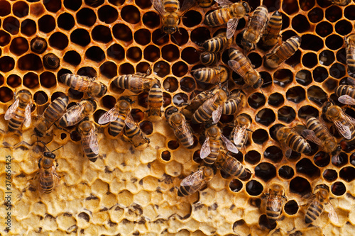 Bees working on a honeycomb, macro shoot © BigBlueStudio