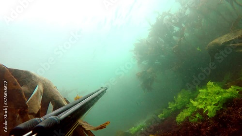 spearfishing man with speargun diving in apnea to  fishing a seabass , 4k video footage photo
