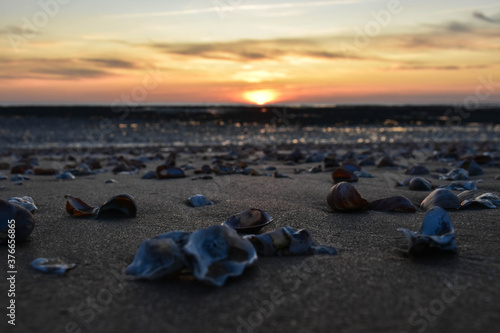 shells in the foreground as a background a sunset on the beach