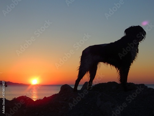 dog at sunrise © Anna Pedullà