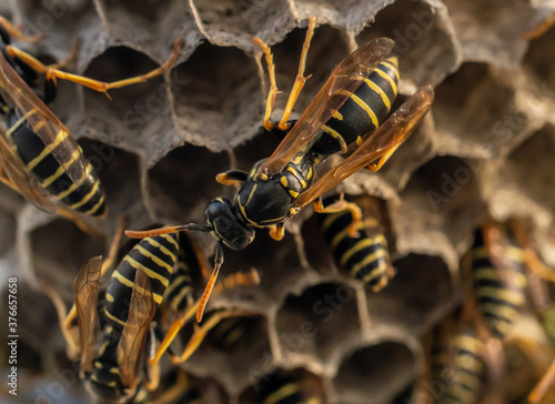 Wasp nest with its dangerous inhabitants wasps, macro photography