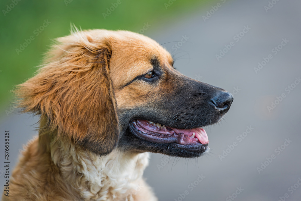 Portrait einer 4 Monate alten Hovawarthündin Portrait einer 4 Monate alten Hovawarthündin