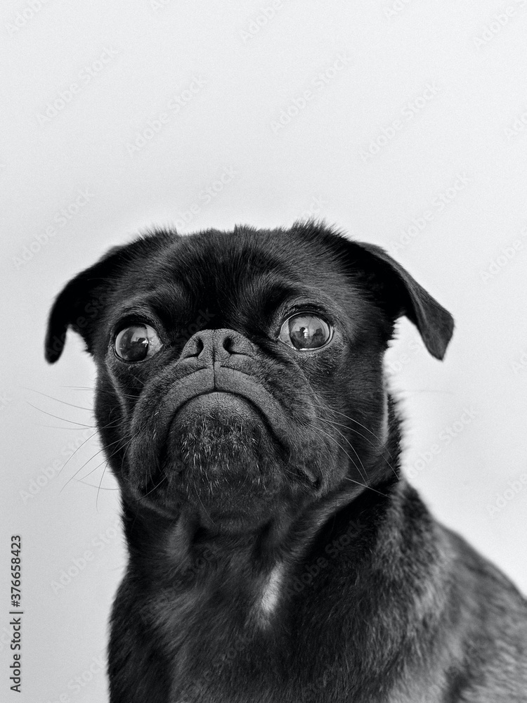 french bulldog puppy french bulldog puppy