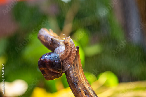 Large snail on a tree branch. Burgudian, grape or Roman edible snail from the Helicidae family. Air-breathing gastropods. © Alwih