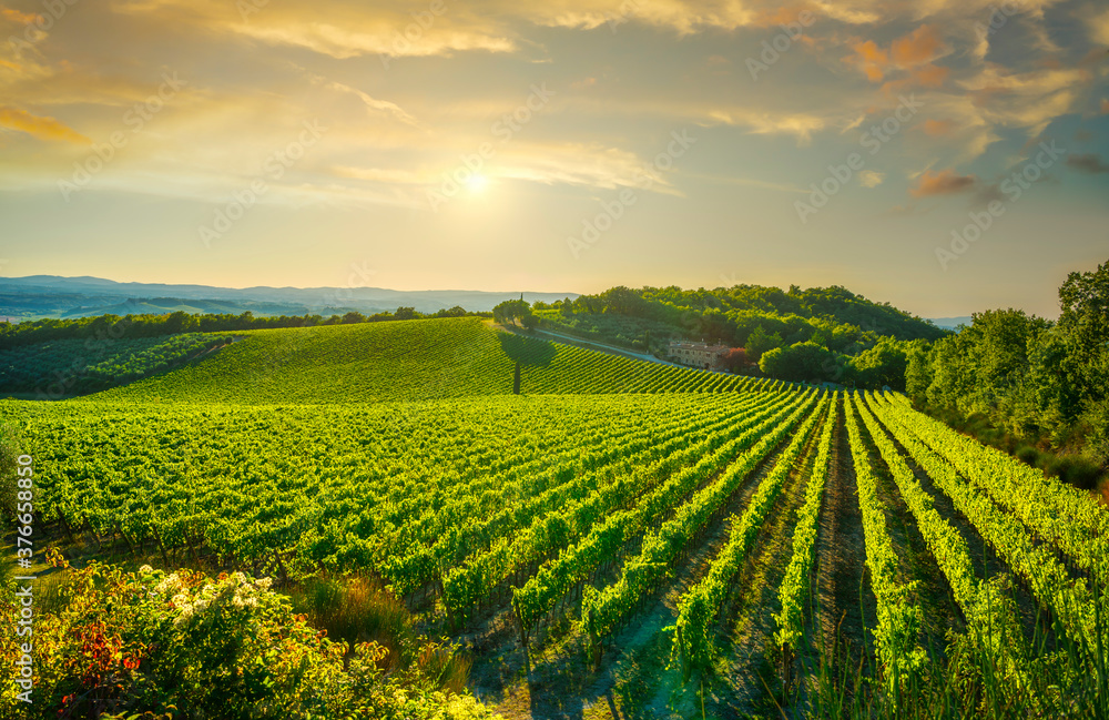 Vineyard at sunset. Castellina in Chianti, Tuscany, Italy