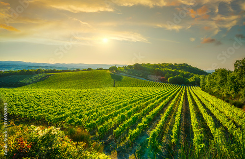 Vineyard at sunset. Castellina in Chianti  Tuscany  Italy